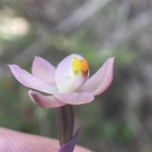 Thelymitra rubra at Broadway, NSW - 20 Oct 2023