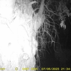 Petaurus norfolcensis (Squirrel Glider) at Monitoring Site 001 - Riparian - 5 Jul 2023 by DMeco