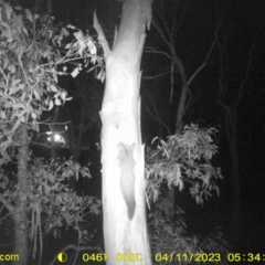 Petaurus norfolcensis (Squirrel Glider) at Monitoring Site 002 - Road - 11 Apr 2023 by DMeco