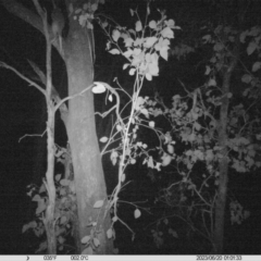 Pseudocheirus peregrinus (Common Ringtail Possum) at Monitoring Site 003 - Remnant - 19 Jun 2023 by DMeco