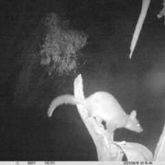 Trichosurus vulpecula (Common Brushtail Possum) at Monitoring Site 007 - Riparian - 16 Jun 2023 by DMeco