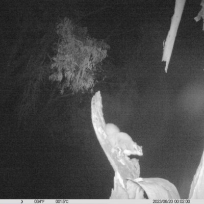 Petaurus norfolcensis (Squirrel Glider) at Monitoring Site 007 - Riparian - 19 Jun 2023 by DMeco
