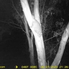 Trichosurus vulpecula (Common Brushtail Possum) at Monitoring Site 009 - Riparian - 27 Jun 2023 by DMeco