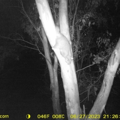 Trichosurus vulpecula (Common Brushtail Possum) at Monitoring Site 009 - Riparian - 27 Jun 2023 by DMeco