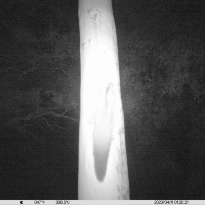 Petaurus norfolcensis (Squirrel Glider) at Monitoring Site 011 - Remnant - 10 Apr 2023 by DMeco