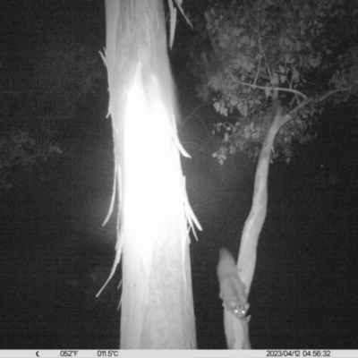 Petaurus norfolcensis (Squirrel Glider) at Monitoring Site 019 - Revegetation - 11 Apr 2023 by DMeco
