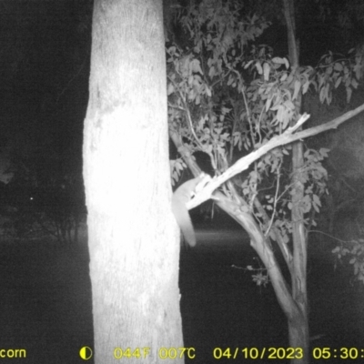 Petaurus norfolcensis (Squirrel Glider) at Monitoring Site 022 - Road - 9 Apr 2023 by DMeco