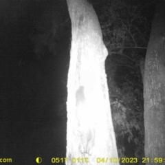 Petaurus norfolcensis (Squirrel Glider) at Monitoring Site 023 - Remnant - 10 Apr 2023 by DMeco