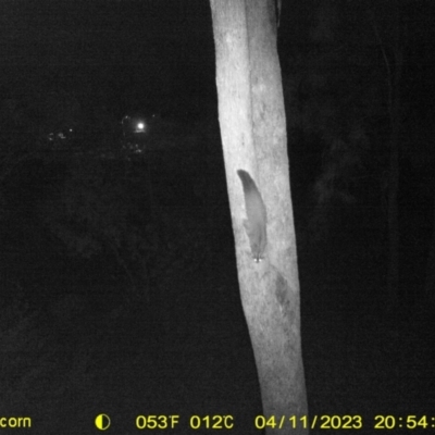 Petaurus norfolcensis (Squirrel Glider) at Monitoring Site 25 - Roadside - 11 Apr 2023 by DMeco
