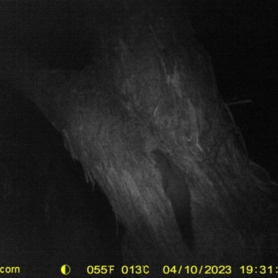 Petaurus norfolcensis (Squirrel Glider) at Bird Monitoring Site 13 - Albury Environmental Lands  - 10 Apr 2023 by DMeco