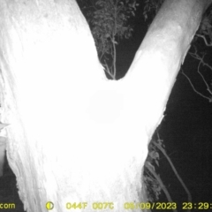 Petaurus norfolcensis (Squirrel Glider) at Monitoring Site 029 - Remnant - 9 May 2023 by DMeco