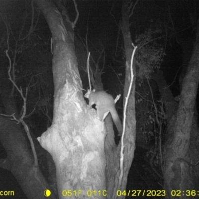 Trichosurus vulpecula (Common Brushtail Possum) at Monitoring Site 030 - Riparian - 26 Apr 2023 by DMeco