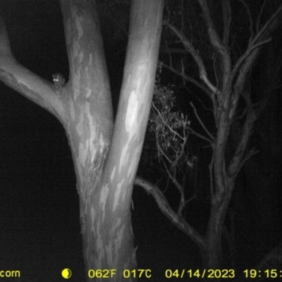 Trichosurus vulpecula (Common Brushtail Possum) at Monitoring Site 032 - Remnant - 14 Apr 2023 by DMeco