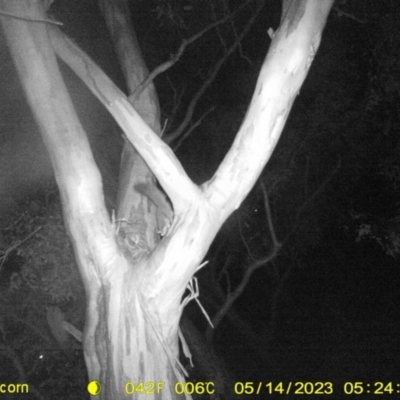 Petaurus norfolcensis (Squirrel Glider) at Monitoring Site 033 - Revegetation - 13 May 2023 by DMeco