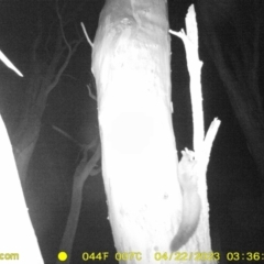 Petaurus norfolcensis (Squirrel Glider) at Monitoring Site 034 - Remnant - 21 Apr 2023 by DMeco