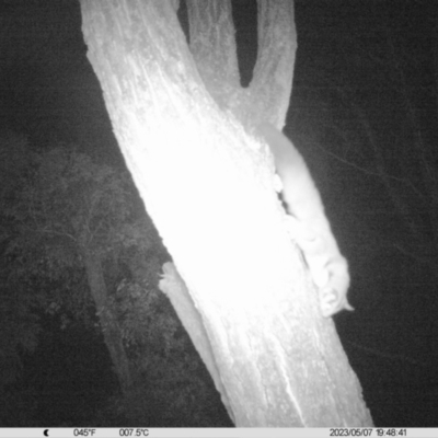 Petaurus norfolcensis (Squirrel Glider) at Monitoring Site 036 - Revegetation - 7 May 2023 by DMeco