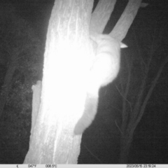 Trichosurus vulpecula (Common Brushtail Possum) at Monitoring Site 036 - Revegetation - 15 May 2023 by DMeco