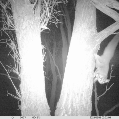 Petaurus norfolcensis (Squirrel Glider) at Monitoring Site 037 - Revegetation - 17 May 2023 by DMeco