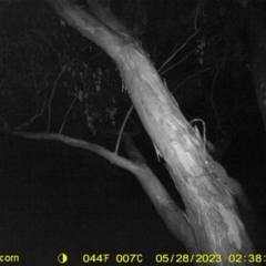 Petaurus norfolcensis (Squirrel Glider) at Monitoring Site 043 - Road - 27 May 2023 by DMeco