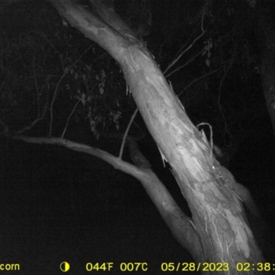 Petaurus norfolcensis (Squirrel Glider) at Monitoring Site 043 - Road - 27 May 2023 by DMeco