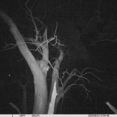 Trichosurus vulpecula (Common Brushtail Possum) at Bird Monitoring Site 2 - Albury Environmental Lands  - 23 May 2023 by DMeco