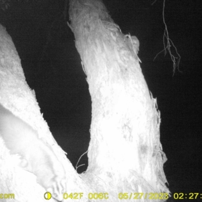 Petaurus norfolcensis (Squirrel Glider) at Monitoring Site 048 - Riparian - 26 May 2023 by DMeco