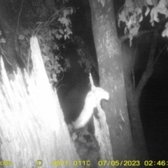 Petaurus norfolcensis (Squirrel Glider) at Monitoring Site 052 - Road - 4 Jul 2023 by DMeco