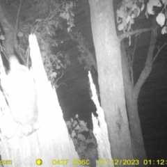 Pseudocheirus peregrinus (Common Ringtail Possum) at Monitoring Site 052 - Road - 12 Jul 2023 by DMeco