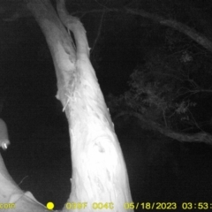 Pseudocheirus peregrinus (Common Ringtail Possum) at Monitoring Site 061 - Road - 17 May 2023 by DMeco