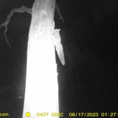 Petaurus norfolcensis (Squirrel Glider) at Monitoring Site 064 - Remnant - 16 Jun 2023 by DMeco