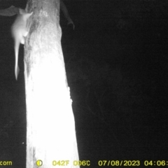 Pseudocheirus peregrinus (Common Ringtail Possum) at Monitoring Site 064 - Remnant - 7 Jul 2023 by DMeco