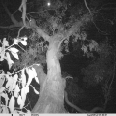 Trichosurus vulpecula (Common Brushtail Possum) at Monitoring Site 100 - Riparian - 8 Apr 2023 by DMeco