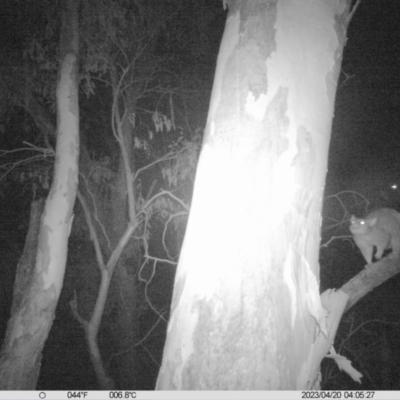 Trichosurus vulpecula (Common Brushtail Possum) at Monitoring Site 101 - Riparian  - 19 Apr 2023 by DMeco