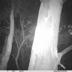 Petaurus sp. (A glider) at Monitoring Site 101 - Riparian  - 24 Apr 2023 by DMeco