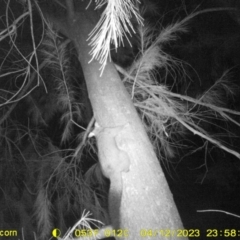 Trichosurus vulpecula (Common Brushtail Possum) at Monitoring Site 102 - Riparian  - 12 Apr 2023 by DMeco