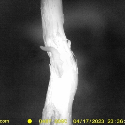 Petaurus norfolcensis (Squirrel Glider) at Monitoring Site 103 - Riparian - 17 Apr 2023 by DMeco