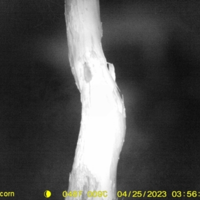 Rattus rattus at Monitoring Site 103 - Riparian - 25 Apr 2023 by DMeco