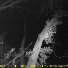 Petaurus norfolcensis (Squirrel Glider) at Monitoring Site 106 - Riparian - 11 Apr 2023 by DMeco
