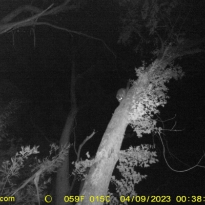 Trichosurus vulpecula (Common Brushtail Possum) at Monitoring Site 106 - Riparian - 8 Apr 2023 by DMeco