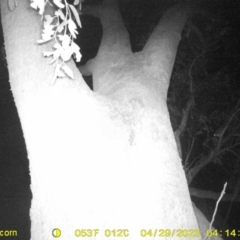 Trichosurus vulpecula (Common Brushtail Possum) at Monitoring Site 111 - Road - 28 Apr 2023 by DMeco