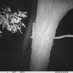 Petaurus norfolcensis (Squirrel Glider) at Monitoring Site 112 - Road - 13 May 2023 by DMeco