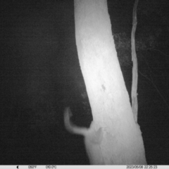 Trichosurus vulpecula (Common Brushtail Possum) at Monitoring Site 114 - Remnant - 8 May 2023 by DMeco