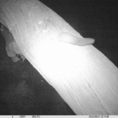 Petaurus norfolcensis (Squirrel Glider) at Monitoring Site 119 - Road - 21 Jun 2023 by DMeco