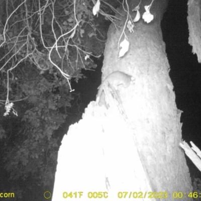 Pseudocheirus peregrinus (Common Ringtail Possum) at Monitoring Site 120 - Road - 1 Jul 2023 by DMeco
