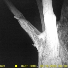 Trichosurus vulpecula (Common Brushtail Possum) at Monitoring Site 122 - Remnant - 15 Jun 2023 by DMeco