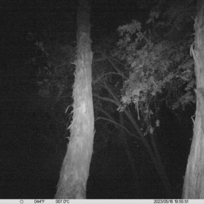 Petaurus norfolcensis (Squirrel Glider) at Monitoring Site 123 - Revegetation - 18 May 2023 by DMeco