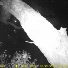 Petaurus norfolcensis (Squirrel Glider) at Monitoring Site 125 - Road - 26 May 2023 by DMeco