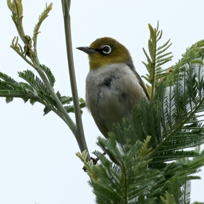 Zosterops lateralis (Silvereye) at QPRC LGA - 27 Nov 2023 by jb2602