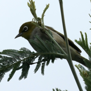 Zosterops lateralis at QPRC LGA - 28 Nov 2023