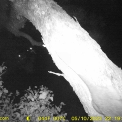 Pseudocheirus peregrinus (Common Ringtail Possum) at Monitoring Site 125 - Road - 10 May 2023 by DMeco